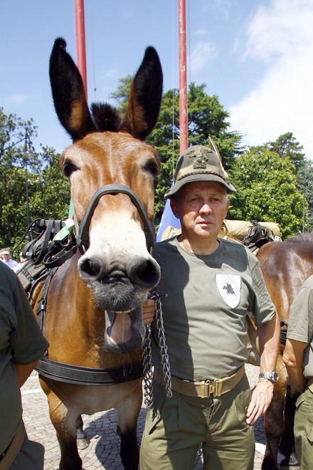 l'alpino e il suo mulo